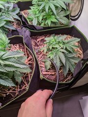PXL_20201108_174953830.jpg