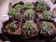 PXL_20201108_180900085.jpg
