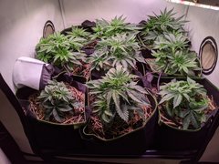 PXL_20201109_185140342.jpg