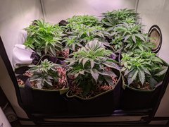 PXL_20201111_081746028.jpg