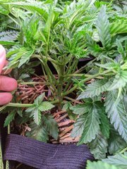 PXL_20201111_182258861.jpg