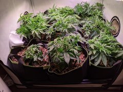 PXL_20201111_182553090.jpg