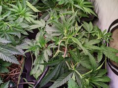 PXL_20201111_182610281.jpg