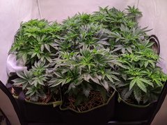 PXL_20201113_223947966.jpg