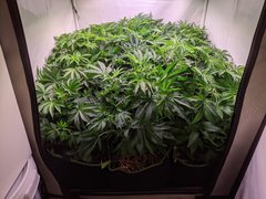 PXL_20201120_204419410.jpg