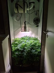 PXL_20201122_183424732.jpg