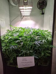 PXL_20201122_185022273.jpg