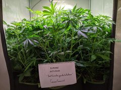 PXL_20201122_185059730.jpg