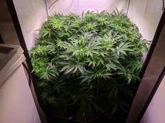 PXL_20201125_191613962.jpg