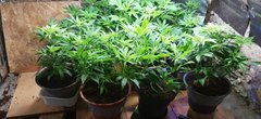 -2 plantes....