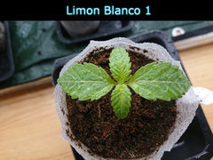 limonb1.JPG