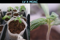 lvxmoac.JPG