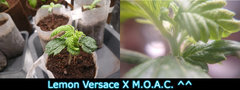 lvxmoac.JPG