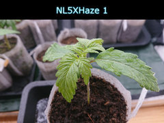 nl5xh1.JPG