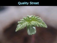 qualitys.JPG