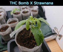 thcstraw.JPG