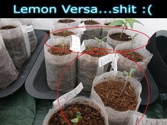versashit.JPG
