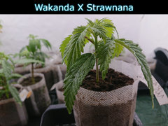 wakandastraw.JPG