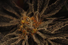 BLACK DOG de HSO
