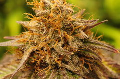 BLACK DOG de HSO