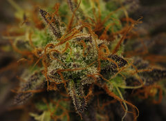 BLACK DOG de HSO