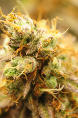 BLACK DOG de HSO