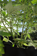 Fast Flowering Green Crack de HSO