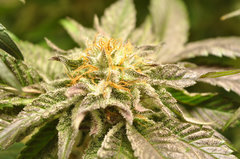 BLACK DOG de HSO
