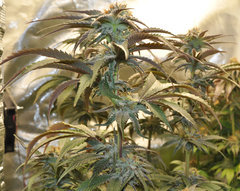 BLACK DOG de HSO.JPG