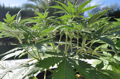 Fast Flowering Green Crack de HSO
