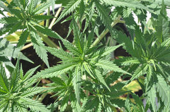 Fast Flowering Green Crack de HSO