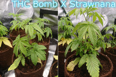 thc.JPG