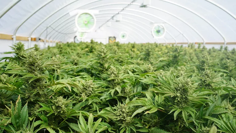 Cannabis : un rapport prône une «légalisation raisonnée» pour «assécher» les trafics