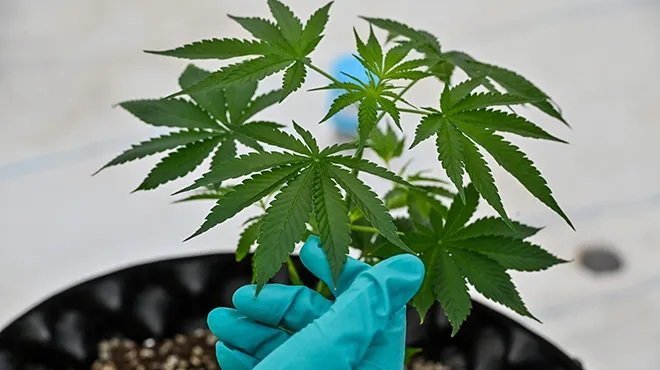 L’université de Gand recherche des cultivateurs de cannabis pour une étude en criminologie !