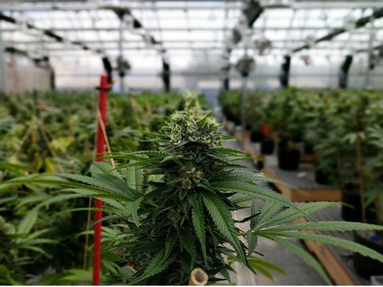Le Rwanda veut tirer profit de la production de cannabis à usage thérapeutique