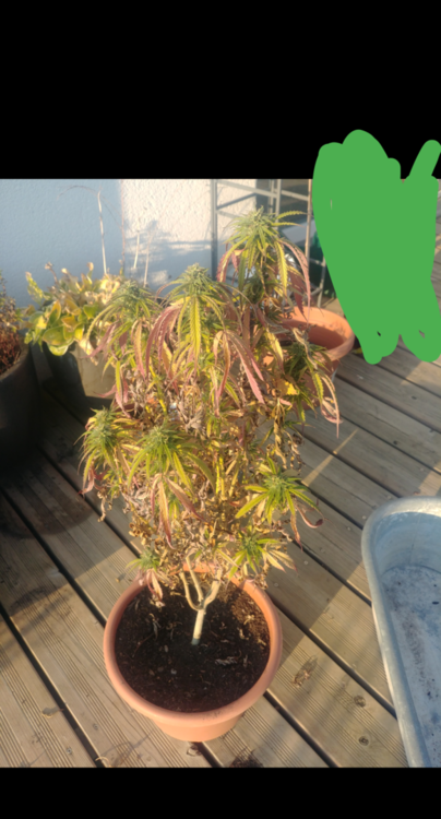 1890366238_Capture_2020-12-05-09-19-14.thumb.png.c52c27f381cf0c270d26042fae68ef8a.png