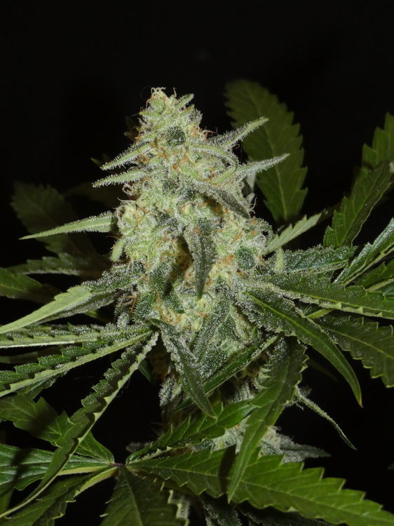 Mikado Strain Federation Seeds.JPG