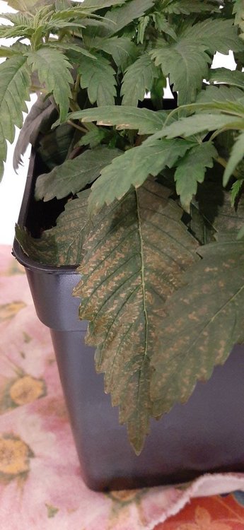 20201219_155815.jpg
