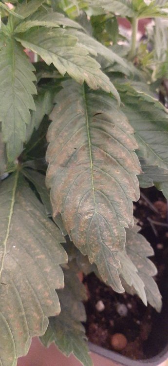 20201219_155853.jpg