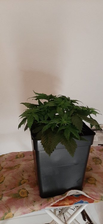20201219_155908.jpg