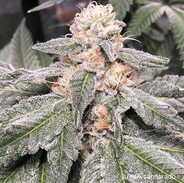 Blue Lime Sundae
