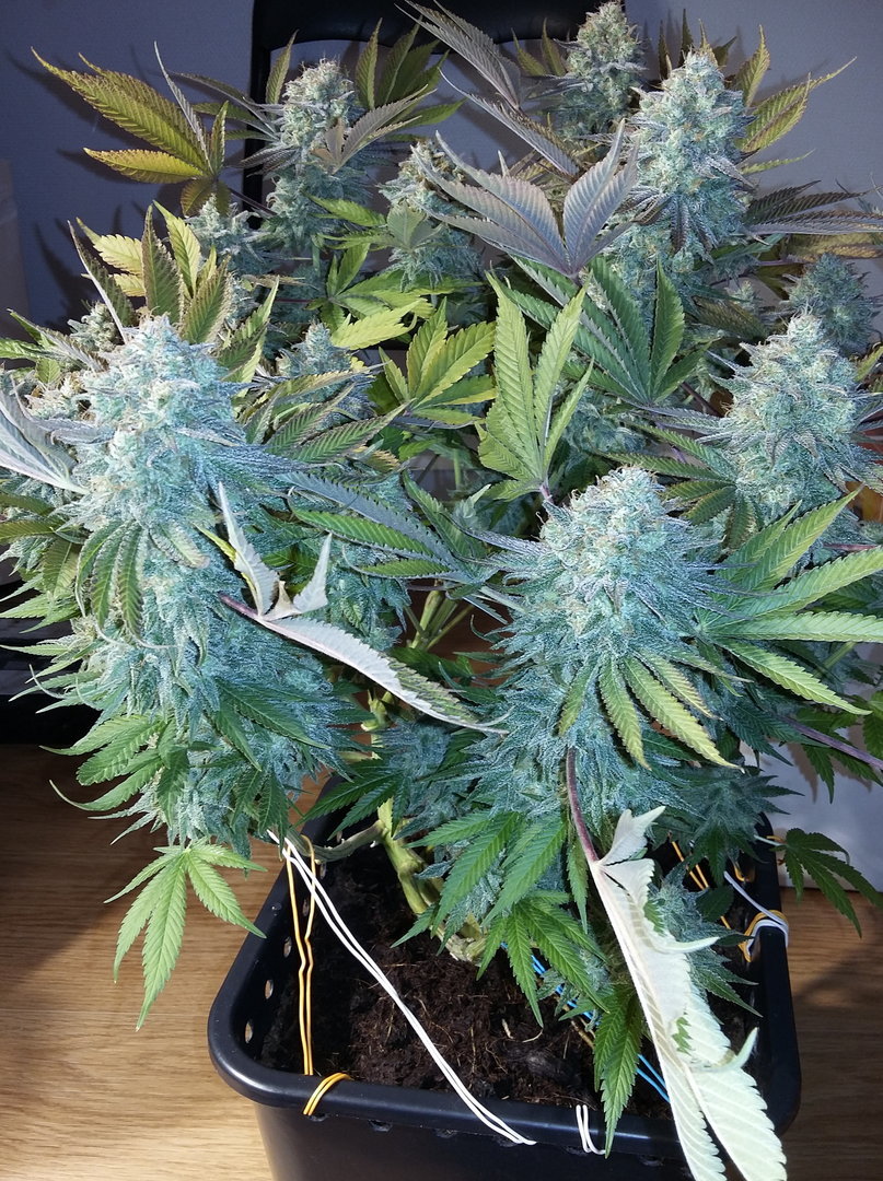 Gorilla21912.jpg