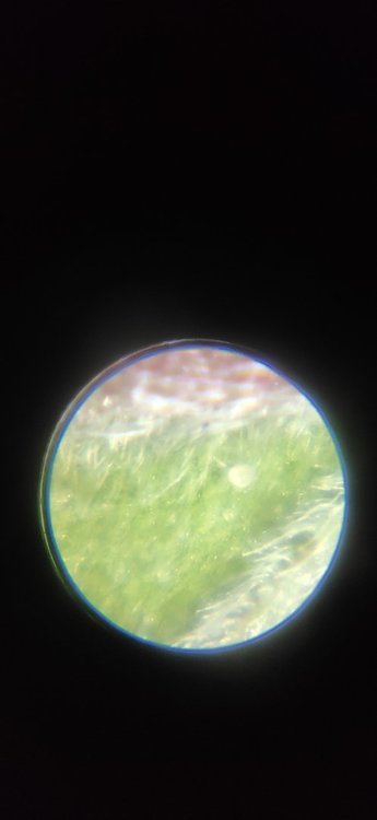 IMG_20201202_004930.jpg