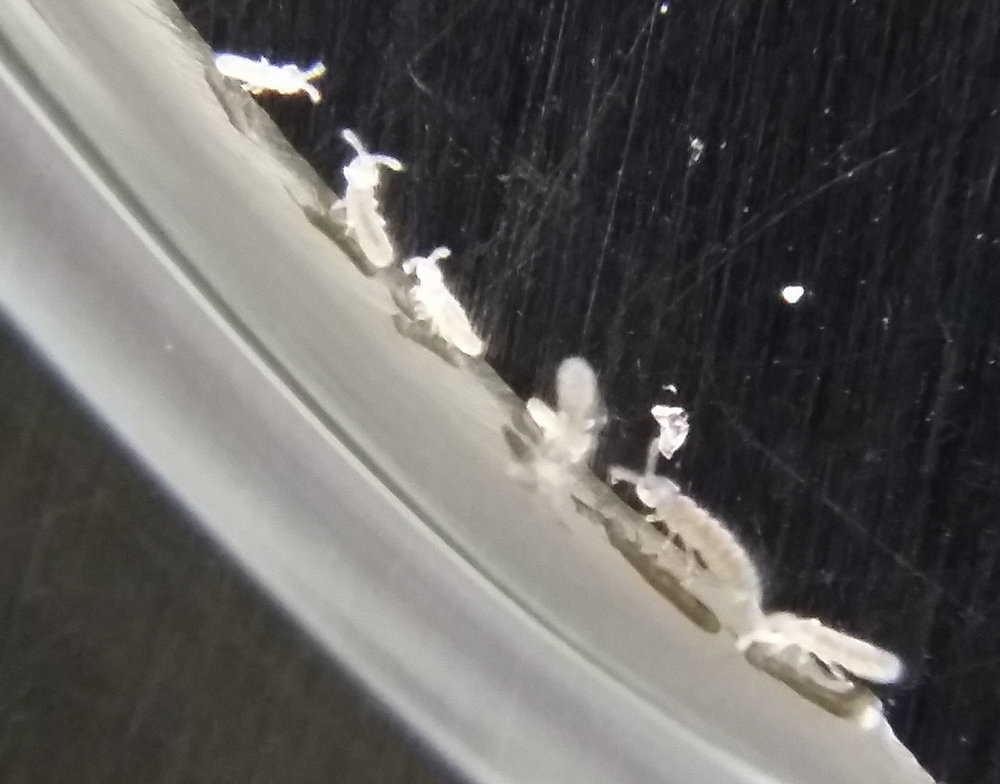 alien2.thumb.jpg.34ac5a16b38e968a4ada3ba1347fcb50.jpg