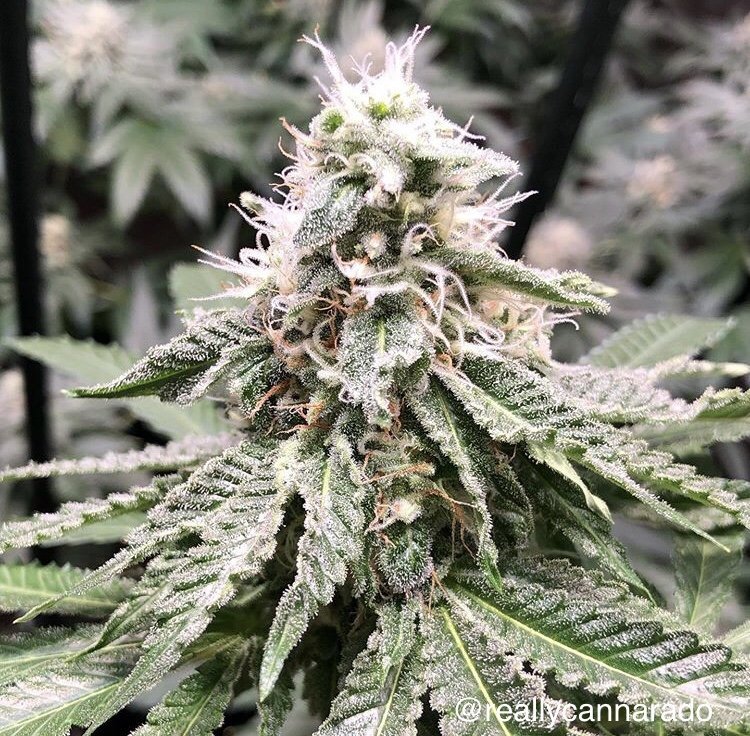 Amnesia Sundae