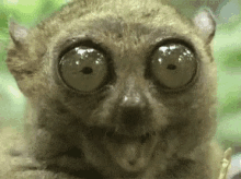 eyes-chew.gif.870d7c204ae5b0349d832e458944779b.gif