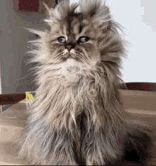 good-morning-funny-animals.gif.05e6fbd5c17ae3b6e82f9441a1b26811.gif