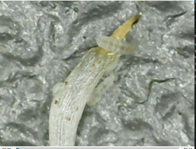 insekt.PNG.300da9dcc836cc823ebace6c911fdee8.PNG