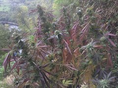 Mendocino Purple kush @ fusarium