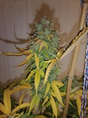 Swiss Cheese à 12/12 +72